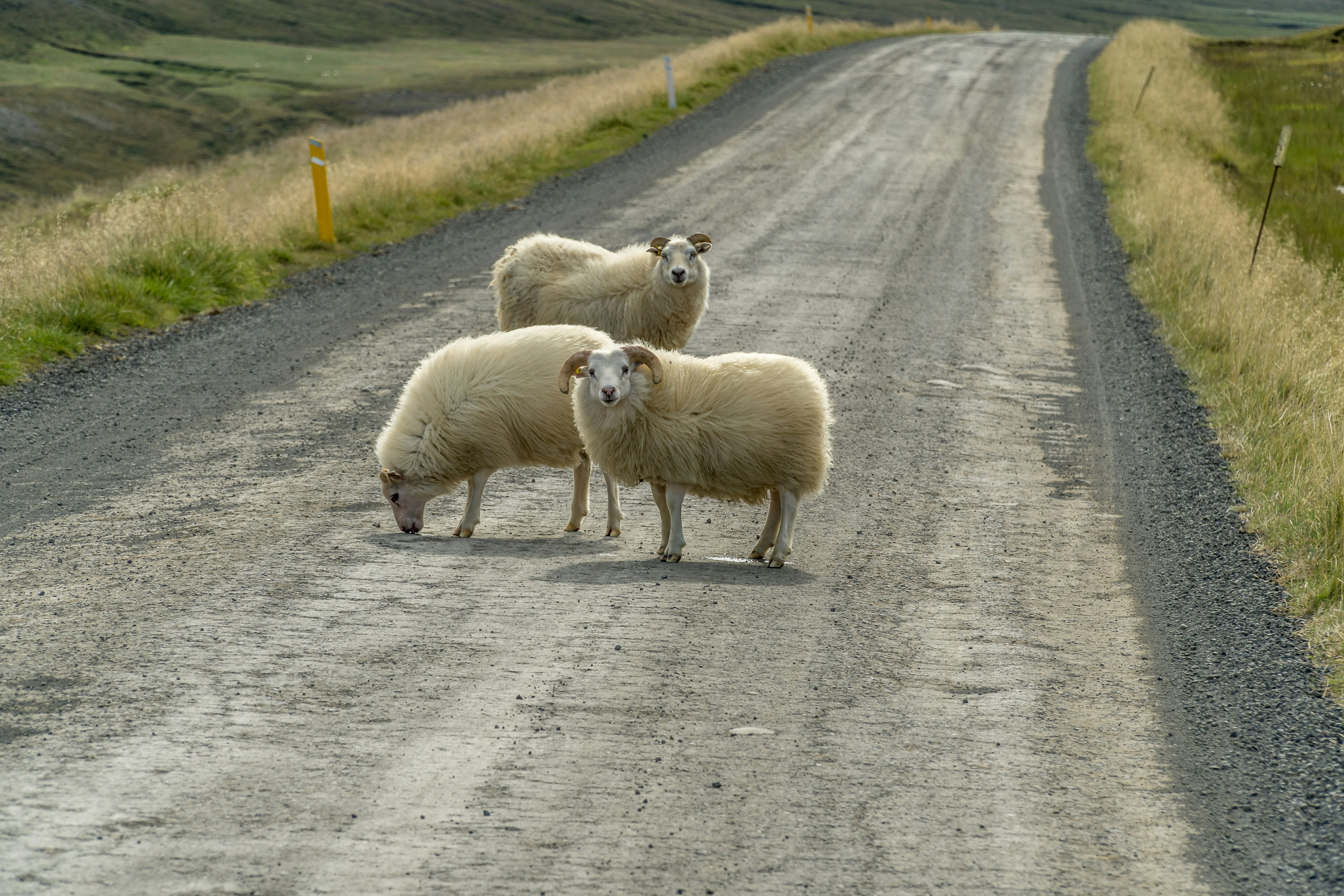 Two sheep standing in the middle of a gravel road in rural Iceland