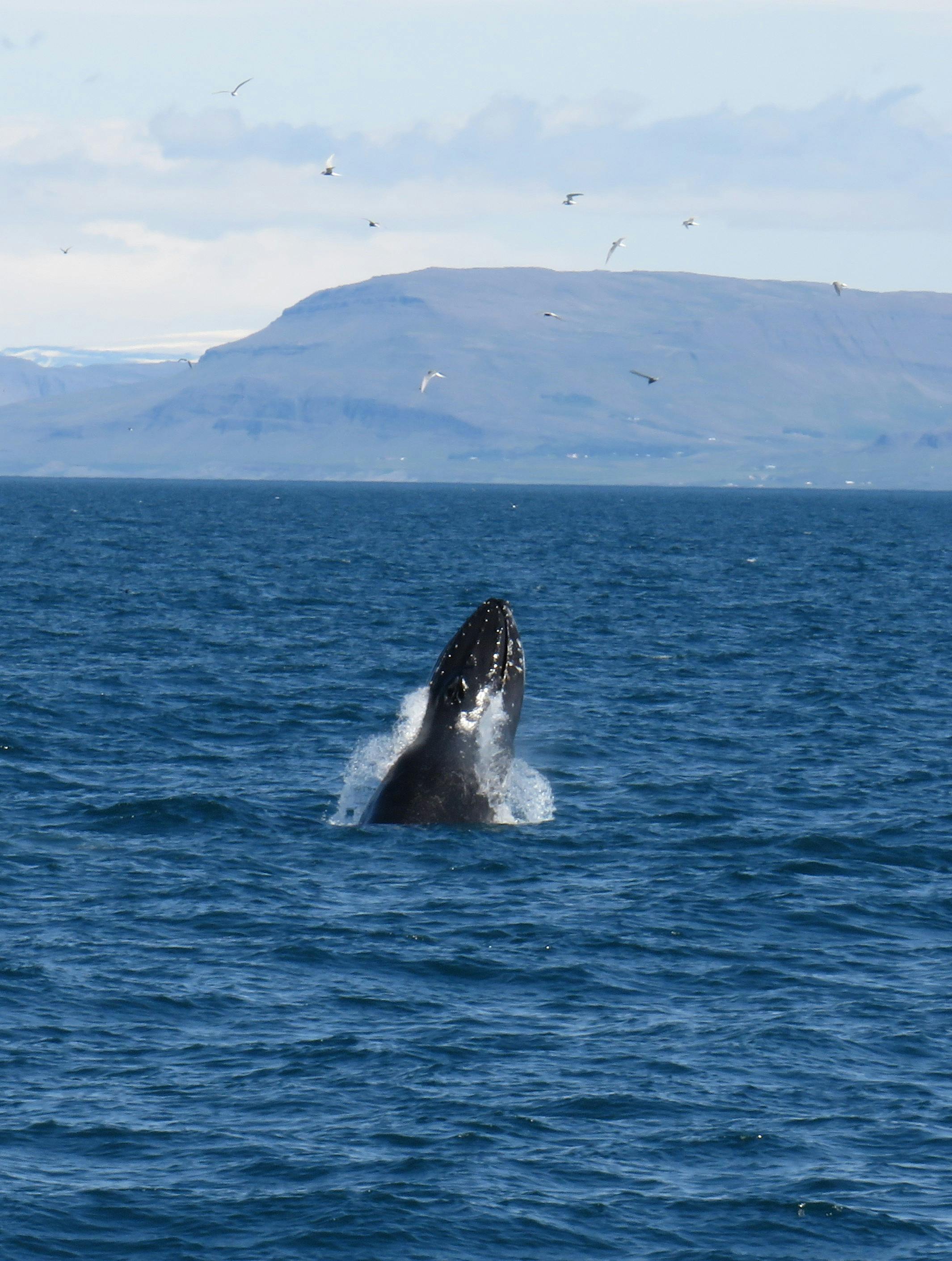 Humpback whale breaching in Eyjafjörður near Hauganes