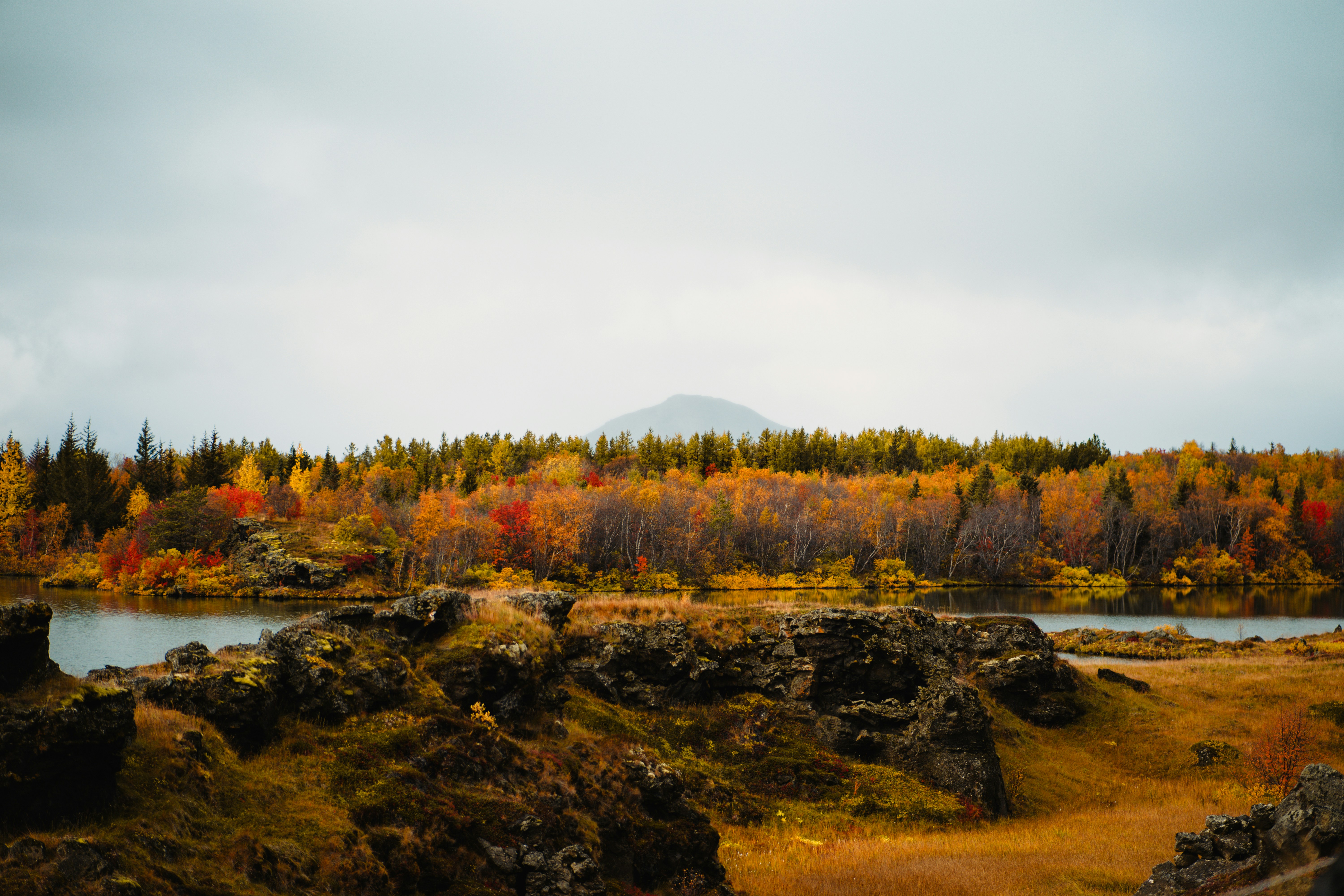 Icelandic birch and dwarf shrubs in autumn colours beside a still pool