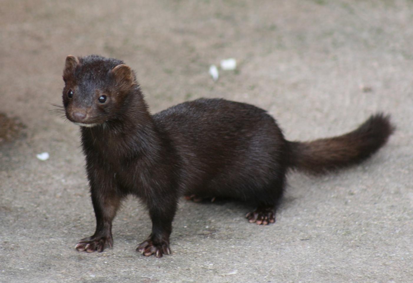 American mink in Iceland