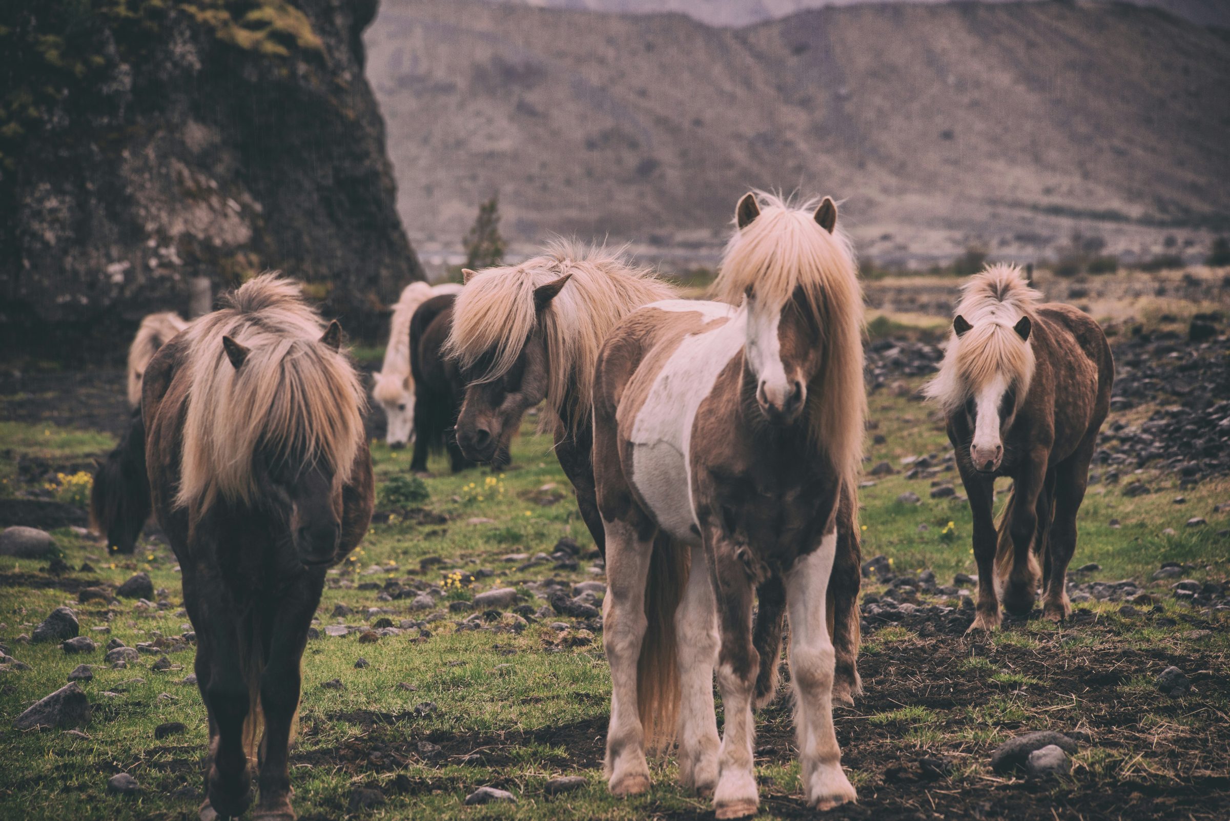 Icelandic horses in a rural landscape