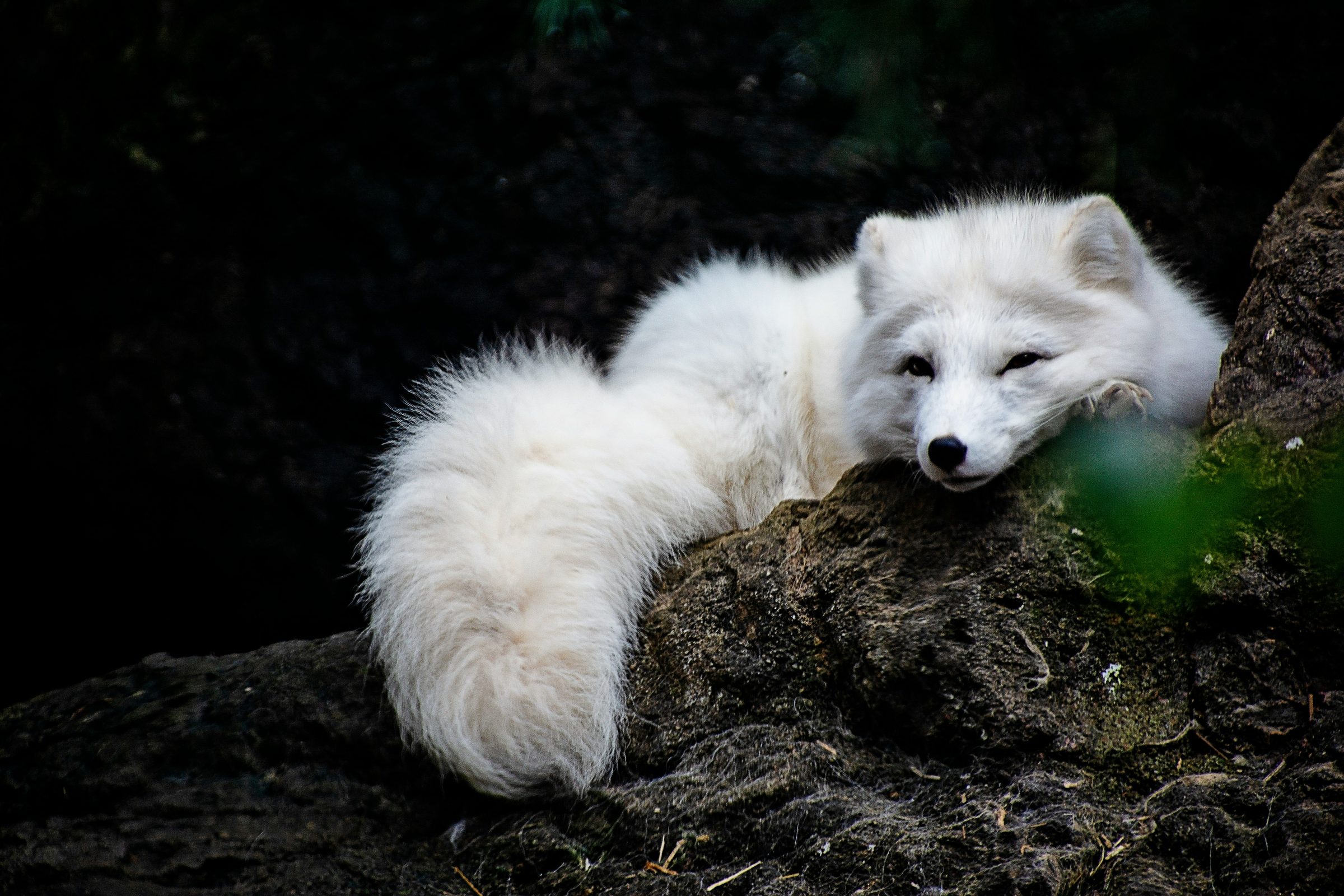 White arctic fox in Iceland