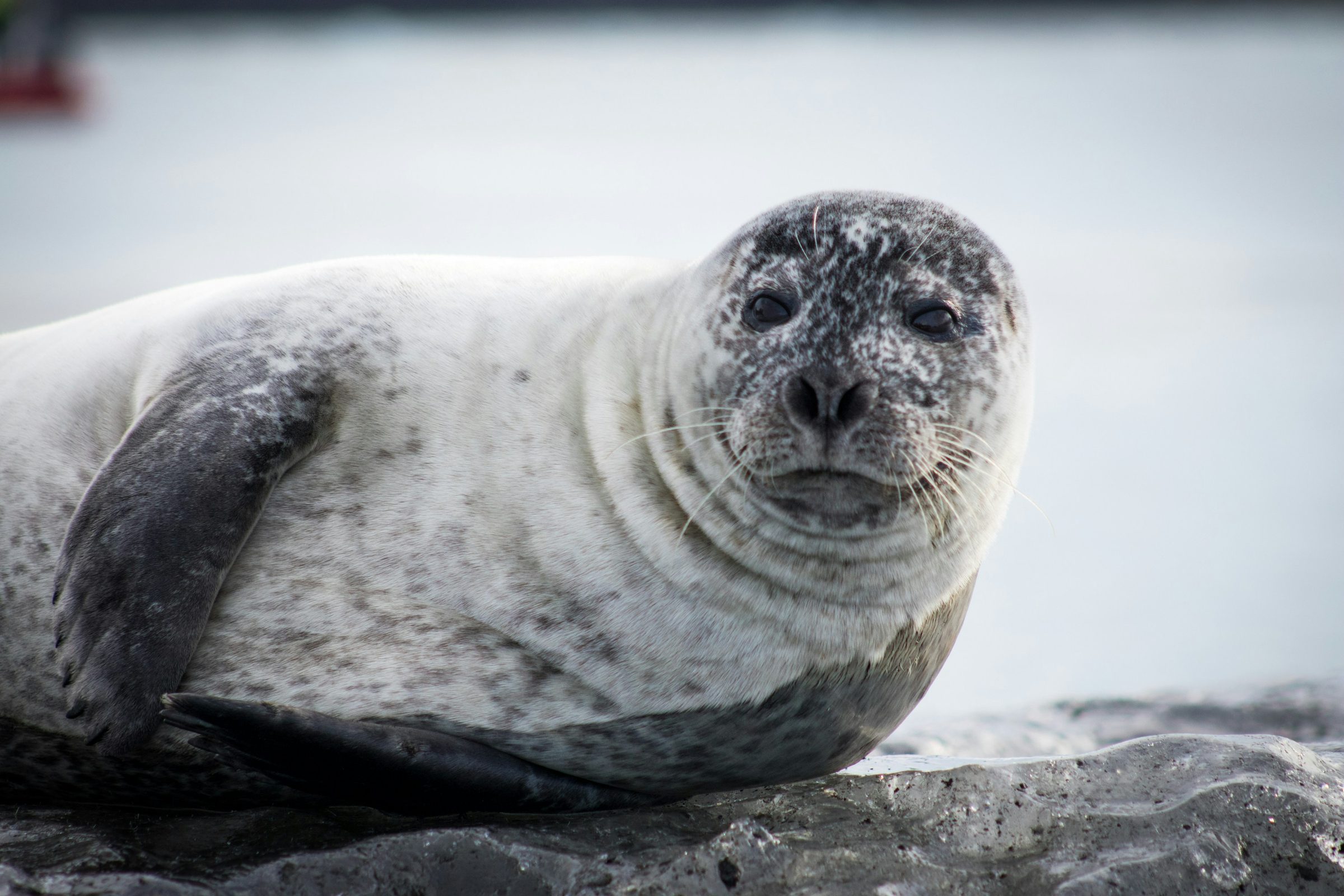 Seal resting on the shore in Iceland