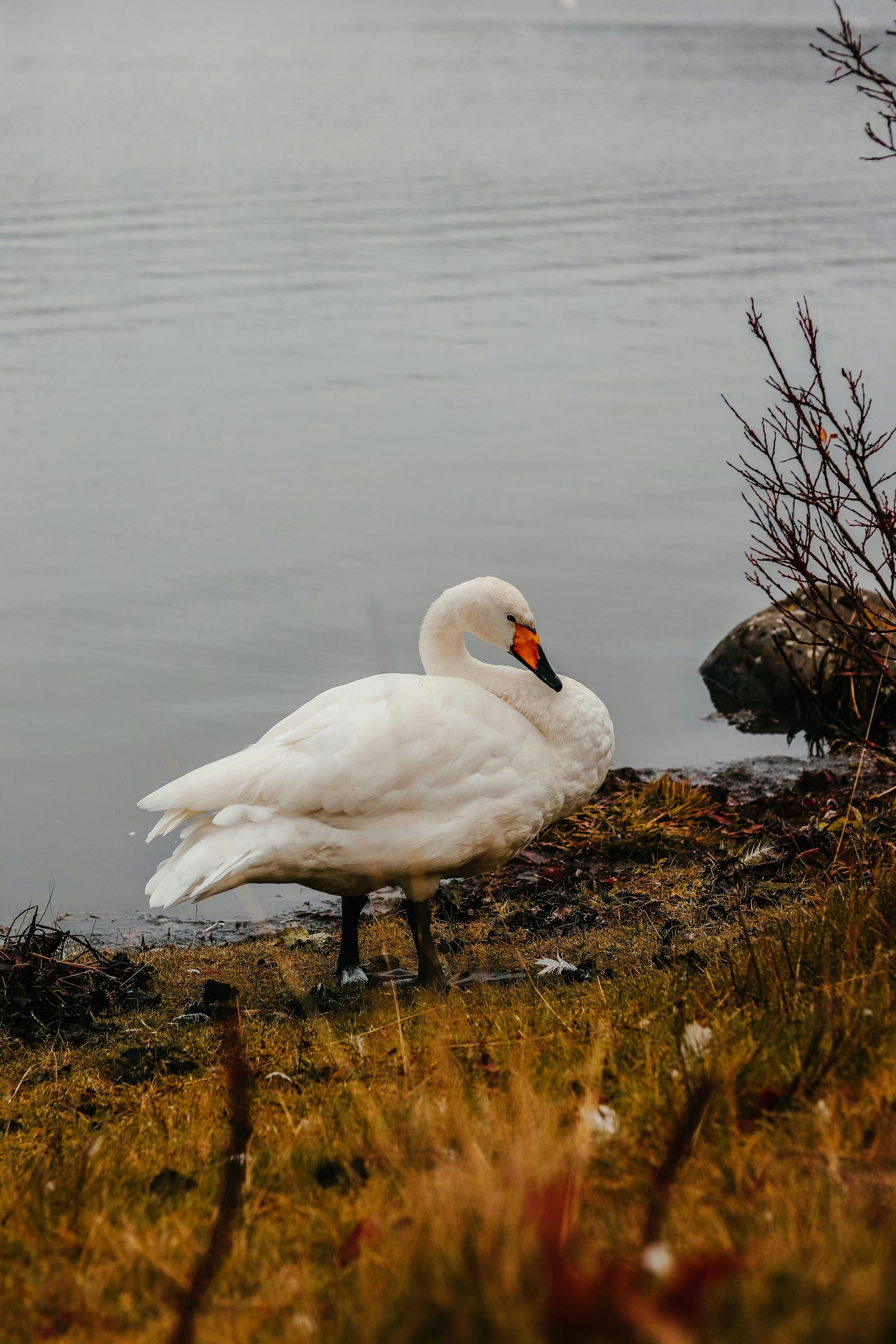Swan on an Icelandic lake