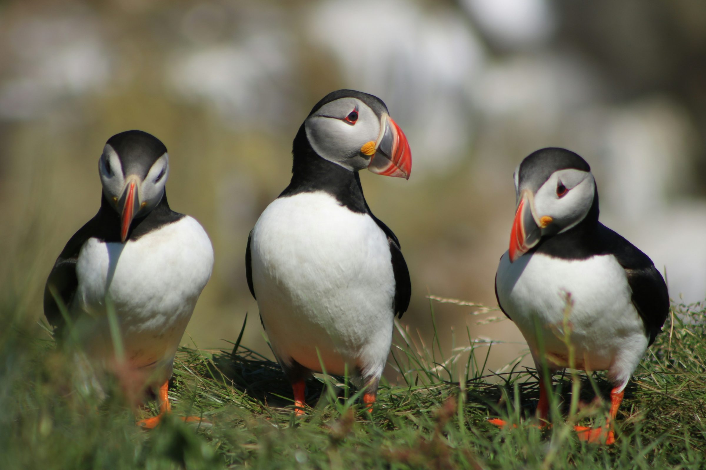 Puffins standing in grass in Iceland