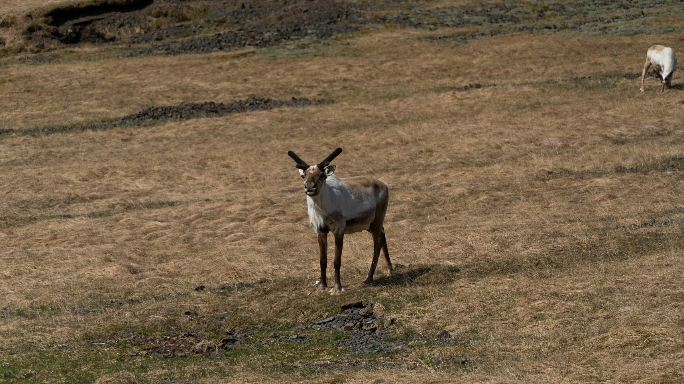 Reindeer in Iceland