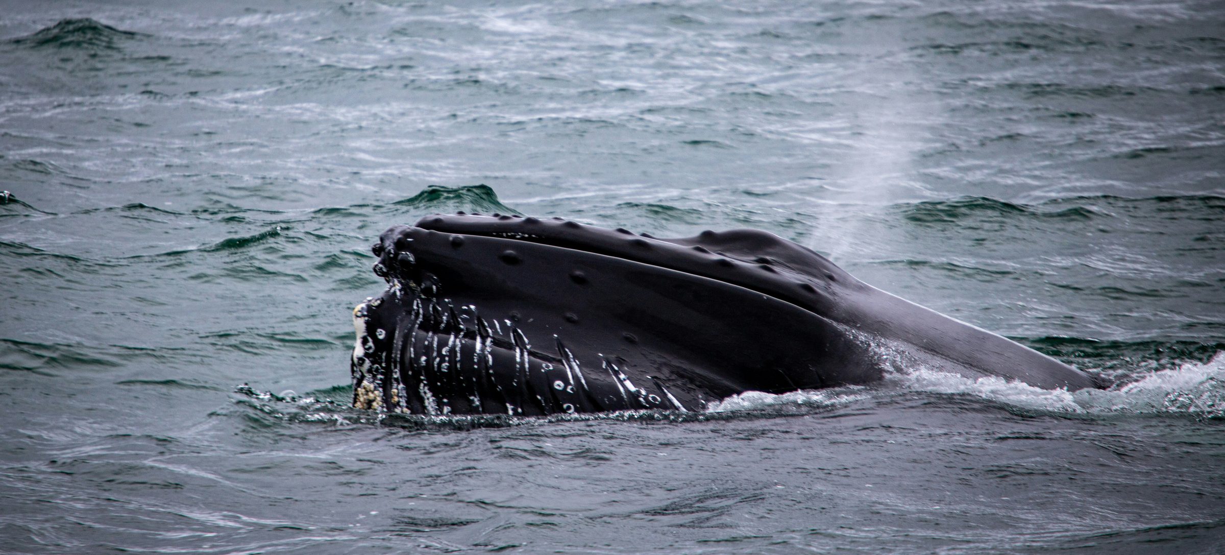 Whale surfacing in Icelandic waters